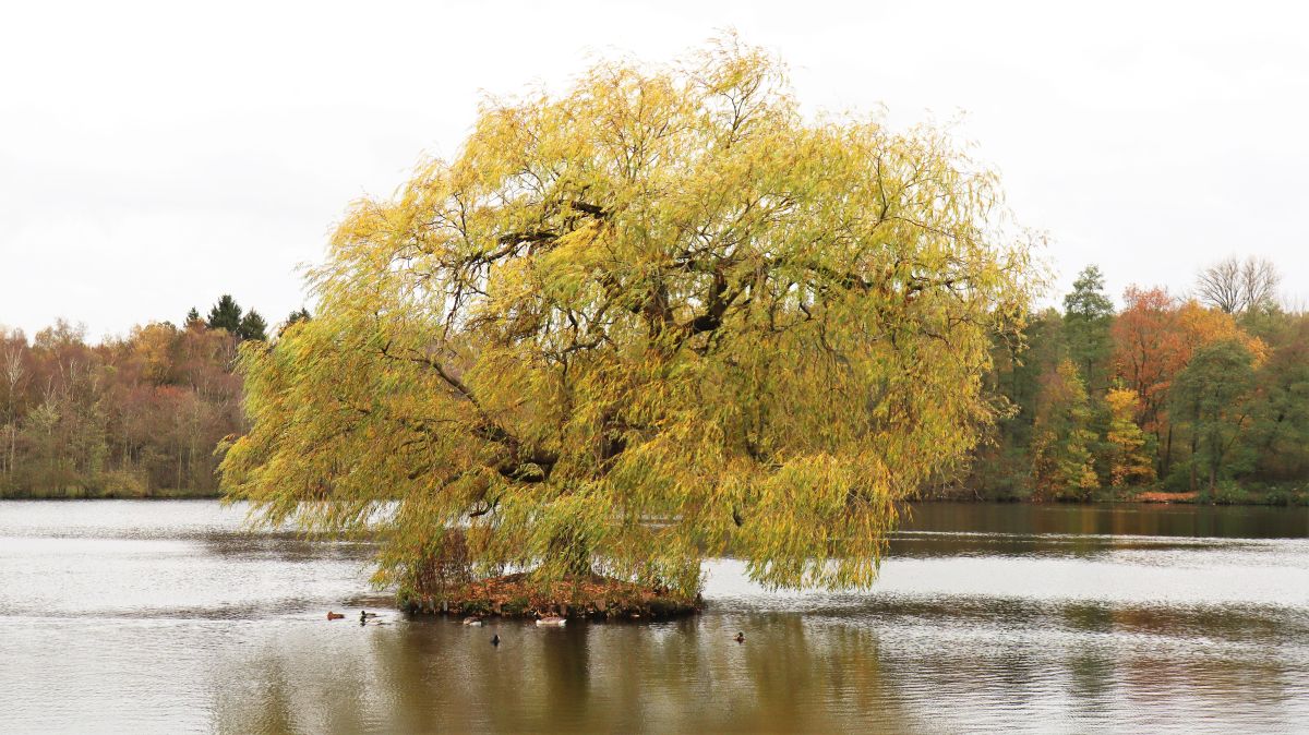 Insel im Holtmühlenweiher