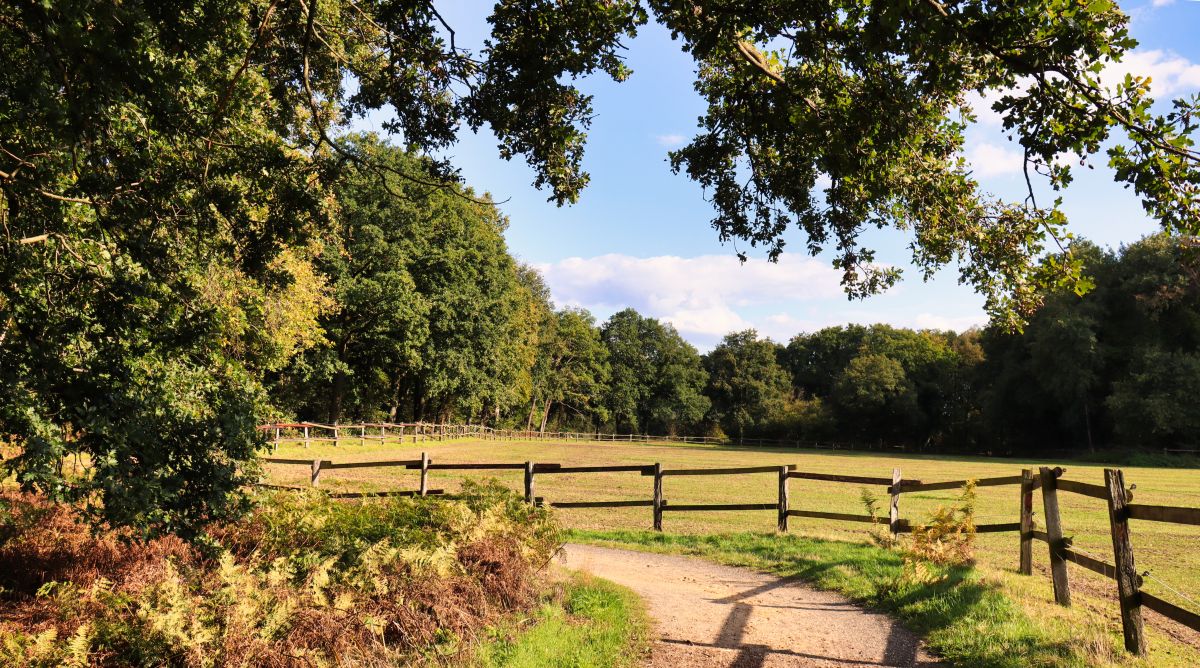 Weg entlang des Waldrands am Gestüt Seehof