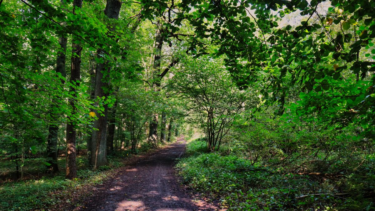 Auf dem Weg zur Radermühle