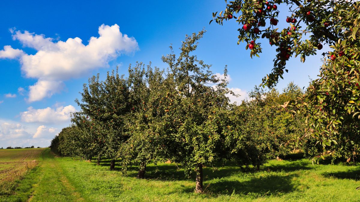 NABU Streuobstwiese bei Oberkrüchten