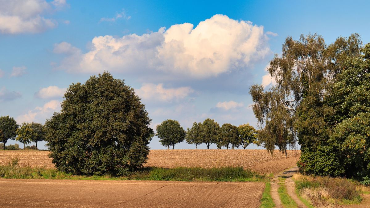 Feld bei Oberkrüchten