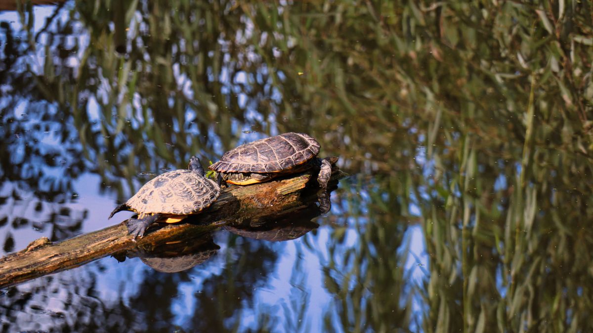 Schildkröten am Lindbruch