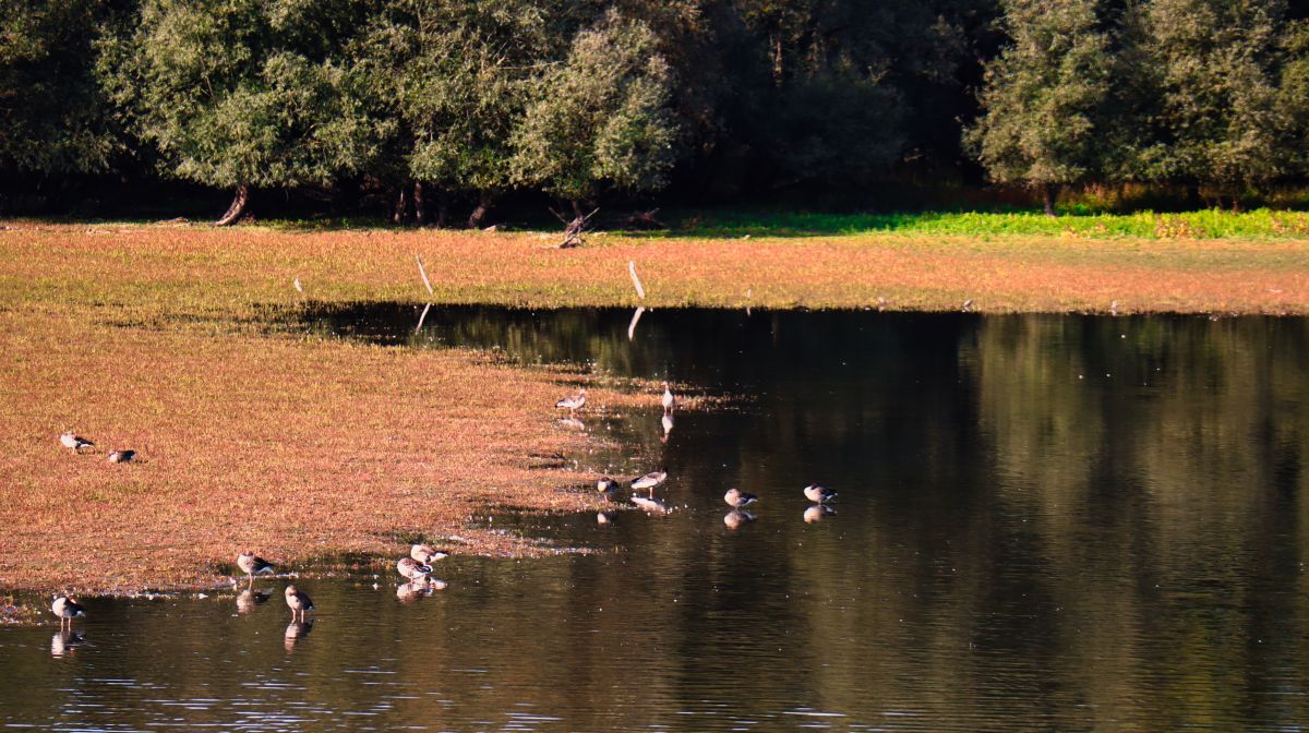 Auensee