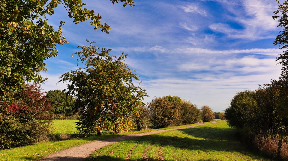 Weg am Auenwald