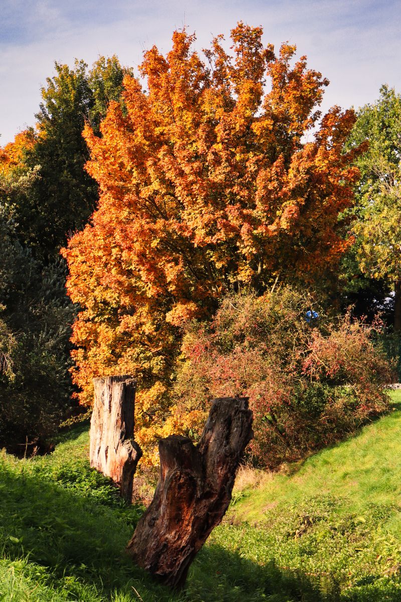 Baum an der Große Goorley