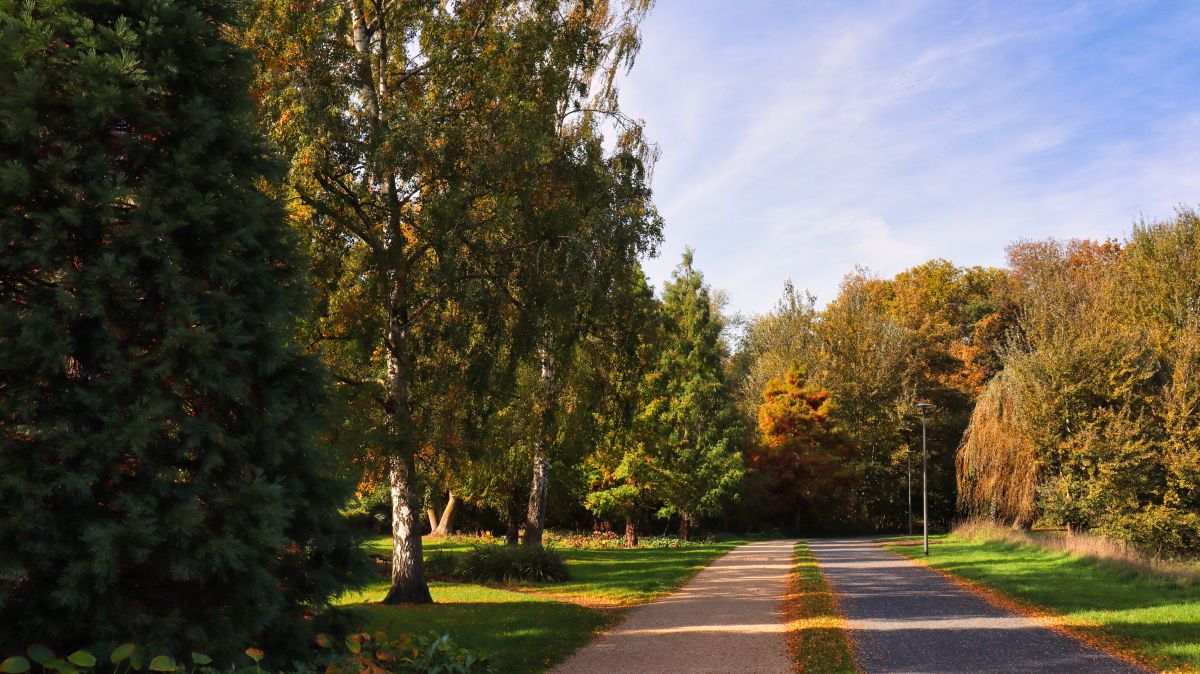 Mammutwäldchen am Wandelweg