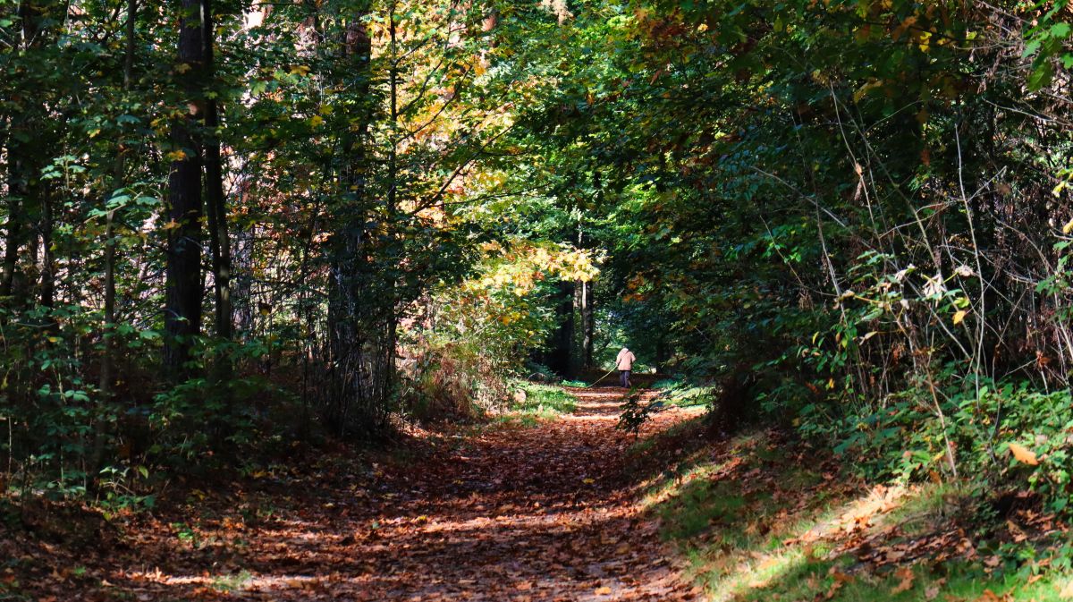 Im Wald Kamperberg