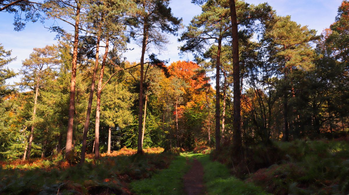 Lichtung im Wald Kamperberg