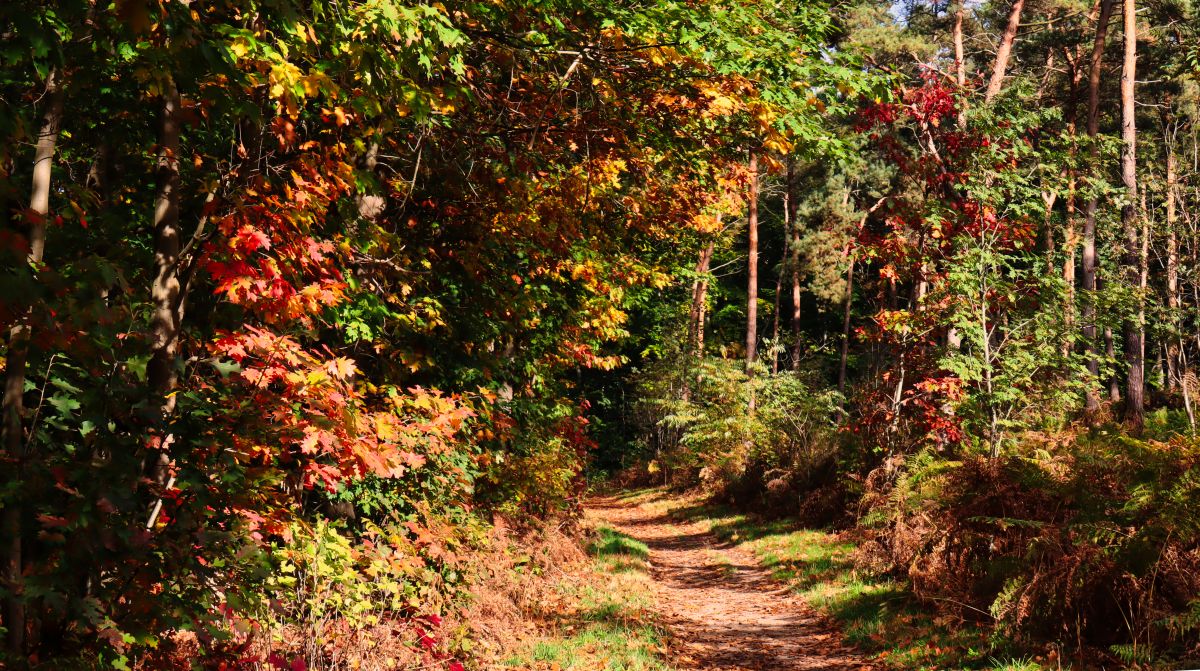 Herbstfärbung Kamperberg