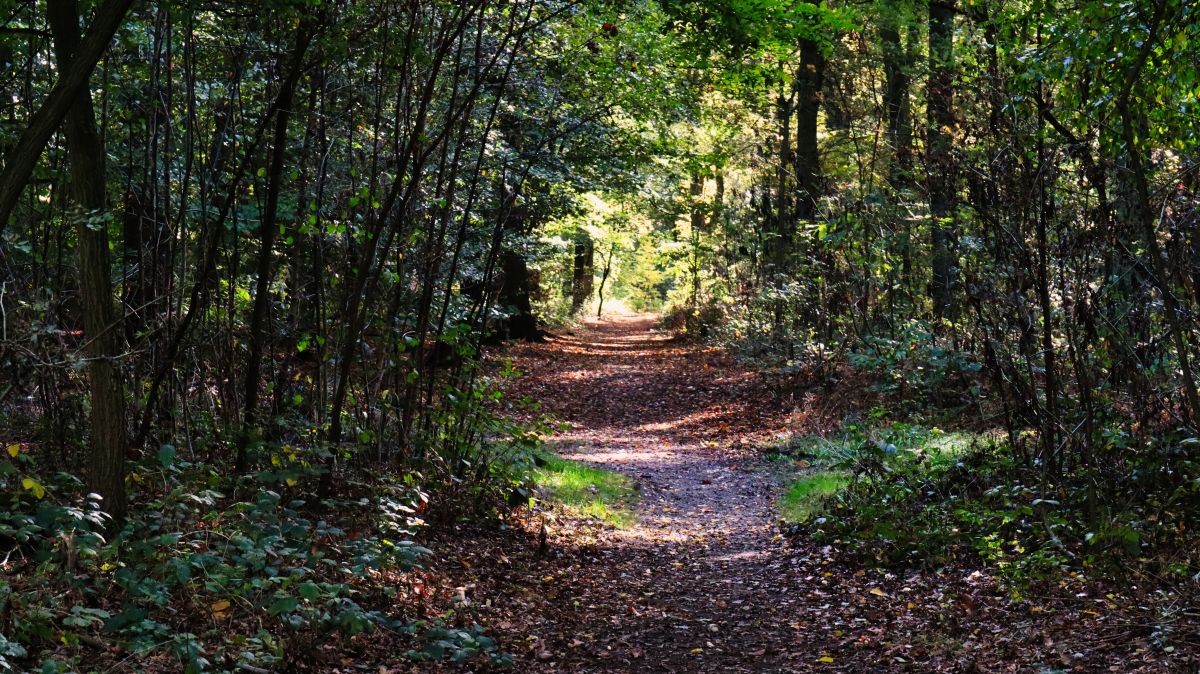 Im Niersebrucher Wald