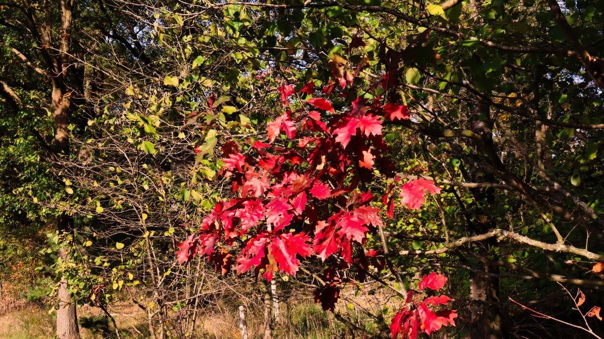 Die Farben des Herbst