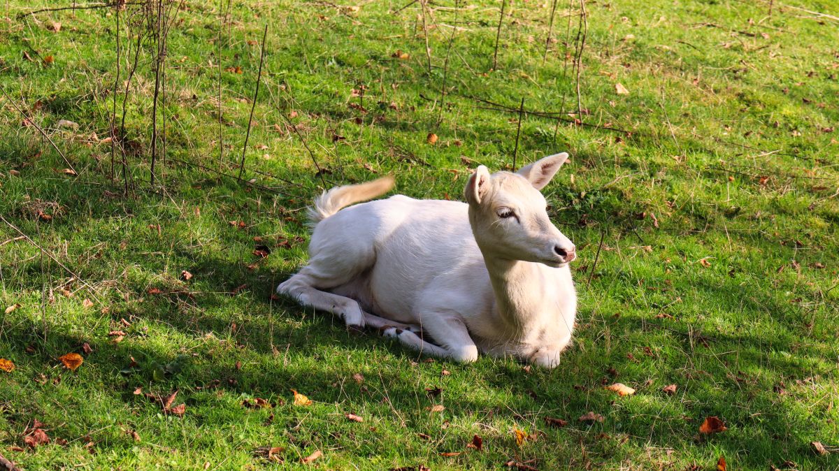 Wildgehege Wambachpark