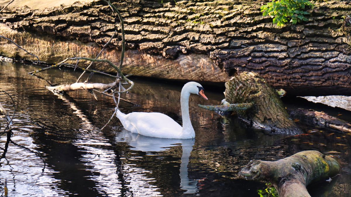 Schwan am Rur Altarm