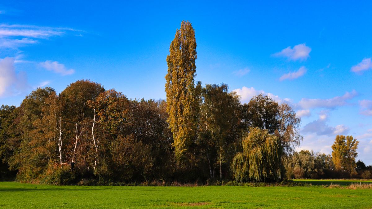 Pappel am Karkenerfeld