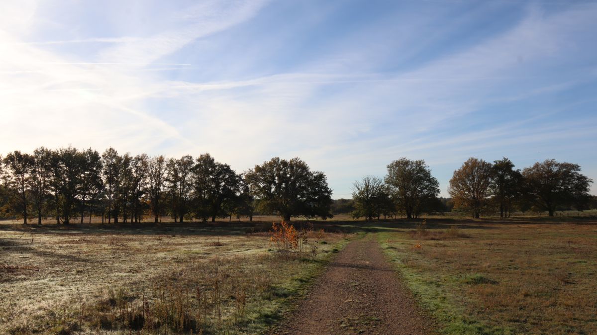 Weidegebiet im NSG Luesekamp