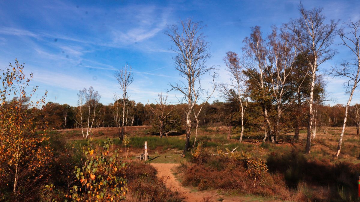 Heide im Meinweg