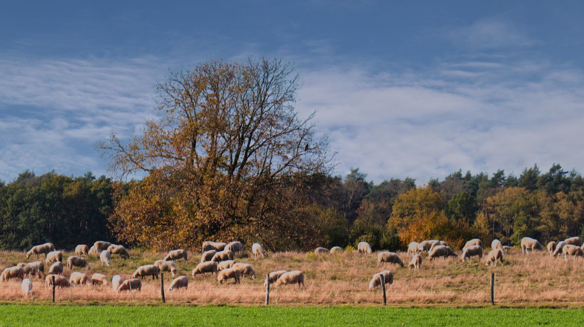 Schafe Nähe Luesekamp