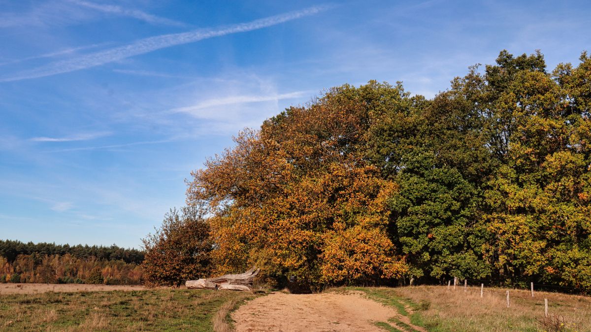 Reitweg im Luesekamp