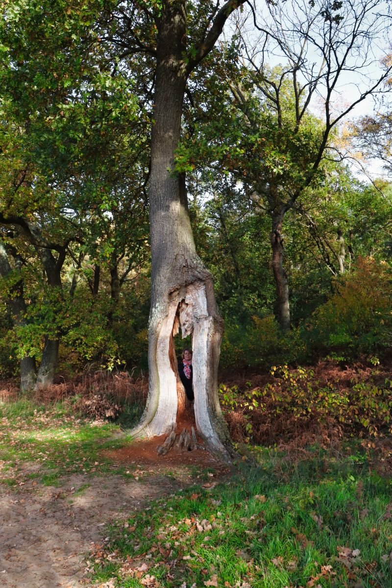 Gespaltener Baum