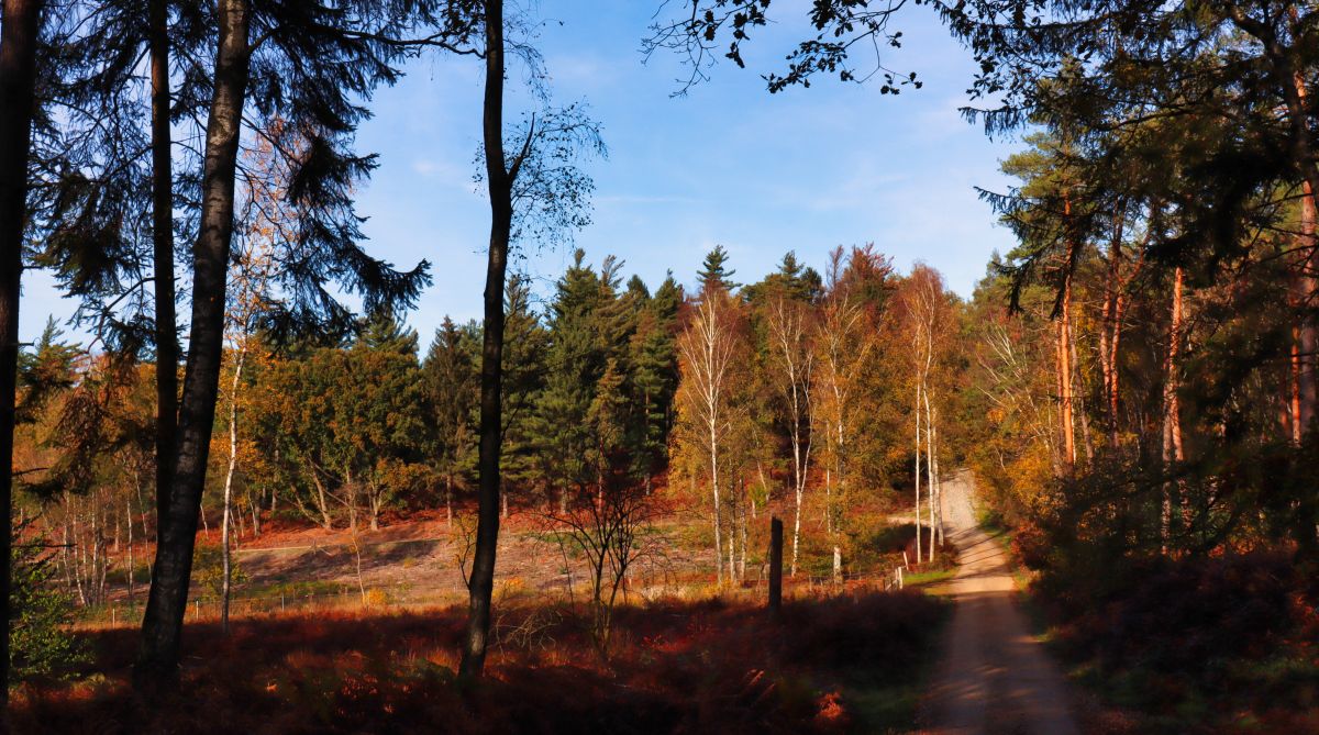 Im Wald oberhalb des Luesekamp