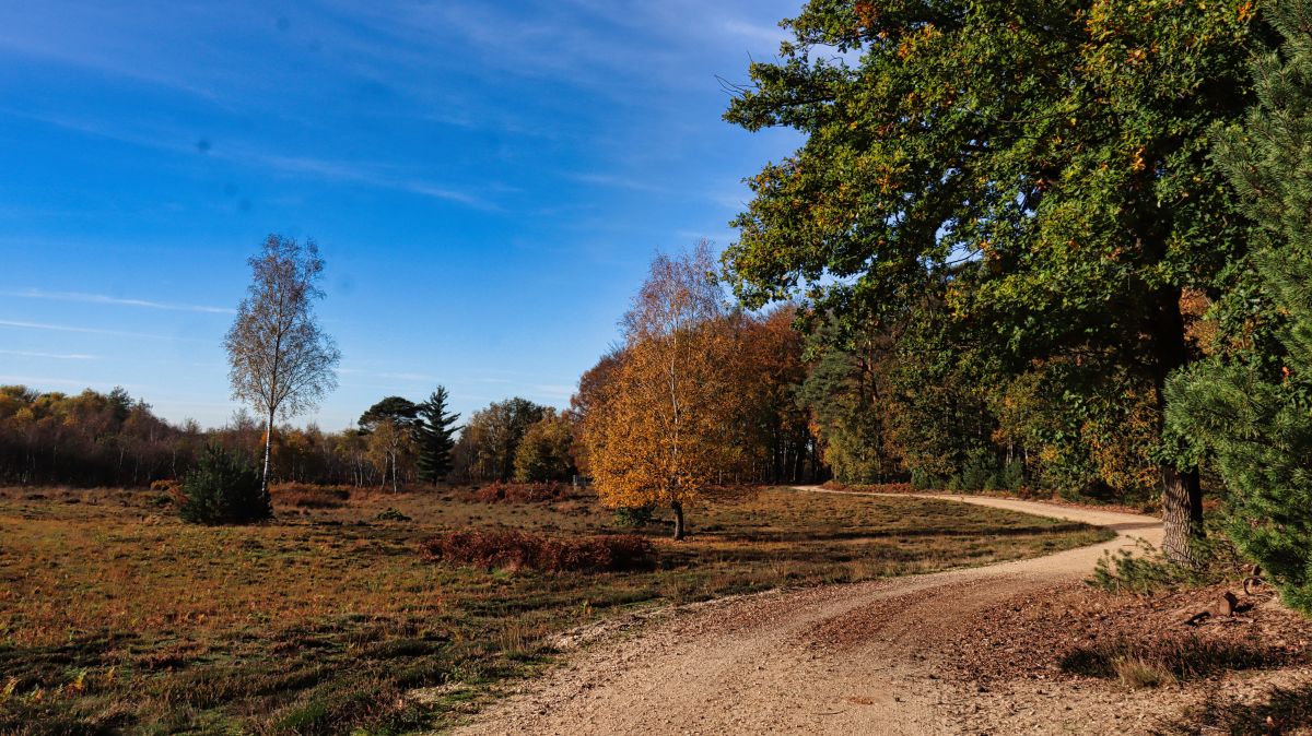 Weg am Waldrand Luesekamp