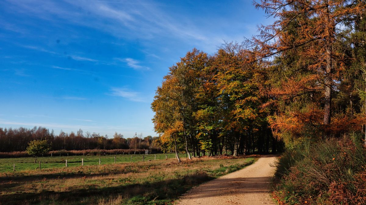 Weg am Waldrand Luesekamp