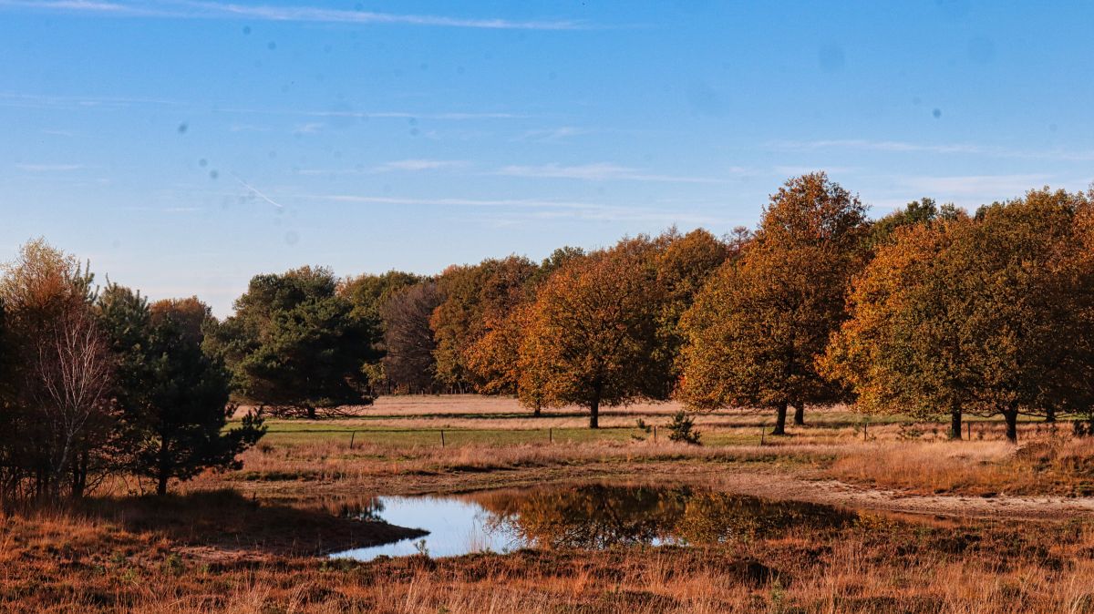 Tümpel im Luesekamp