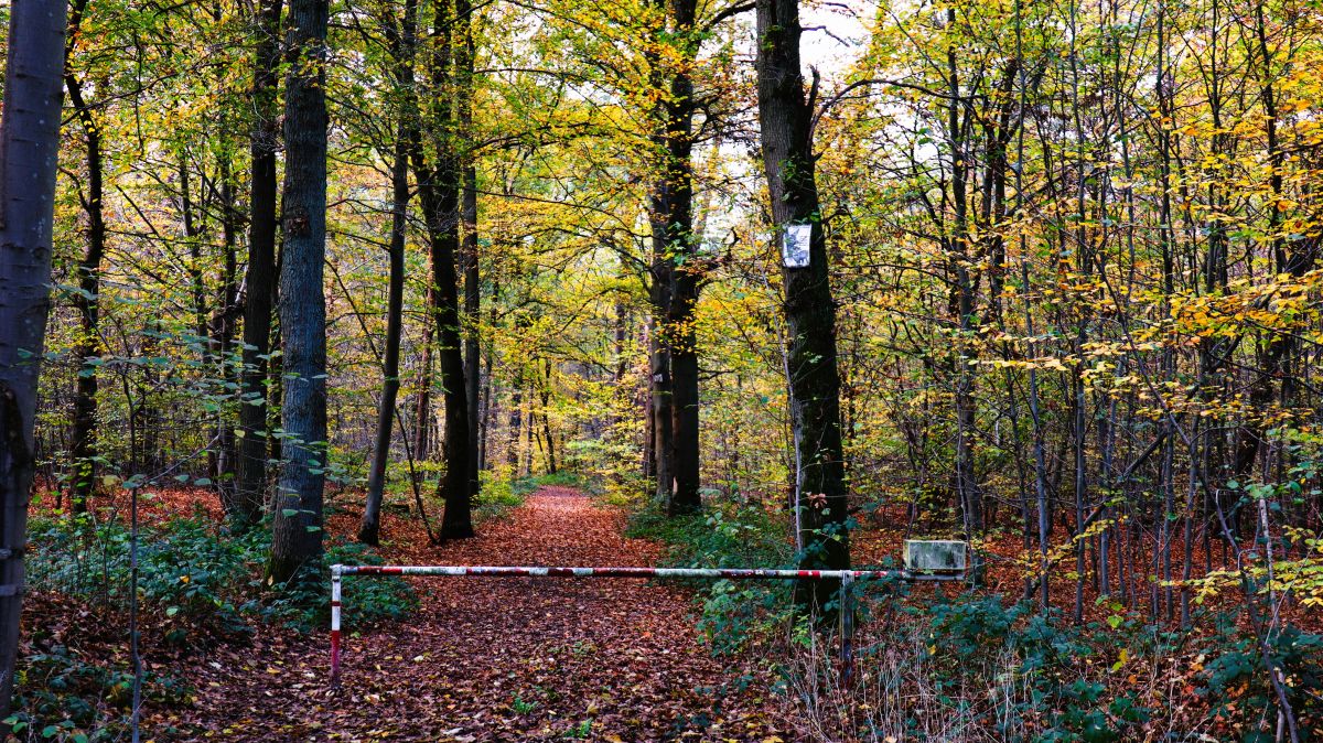 Waldweg am Parkplatz