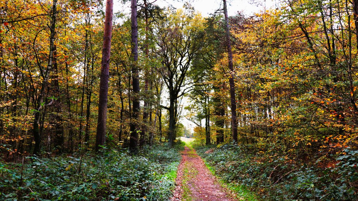 Blick in Richtung Lousberg