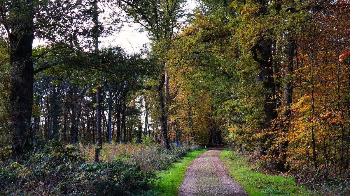 Lichtung bei Lousberg