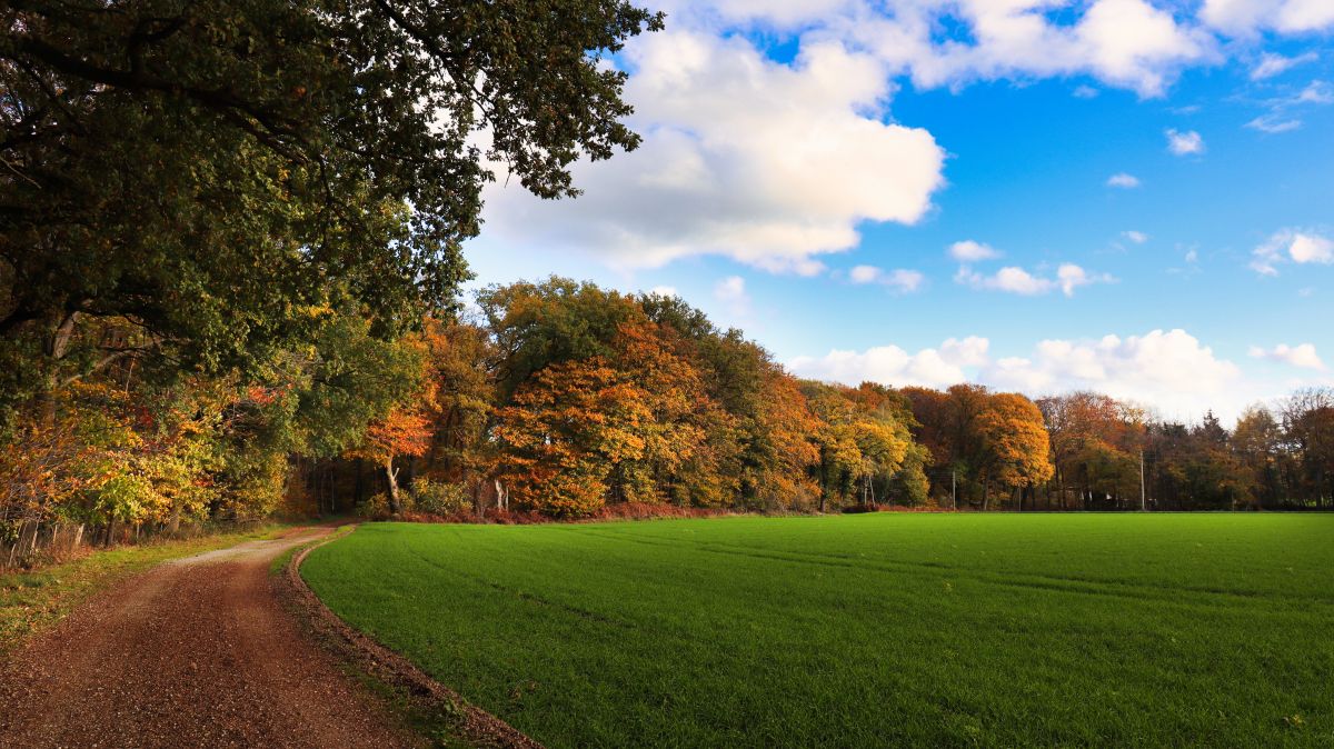 Am Waldrand bei Lousberg