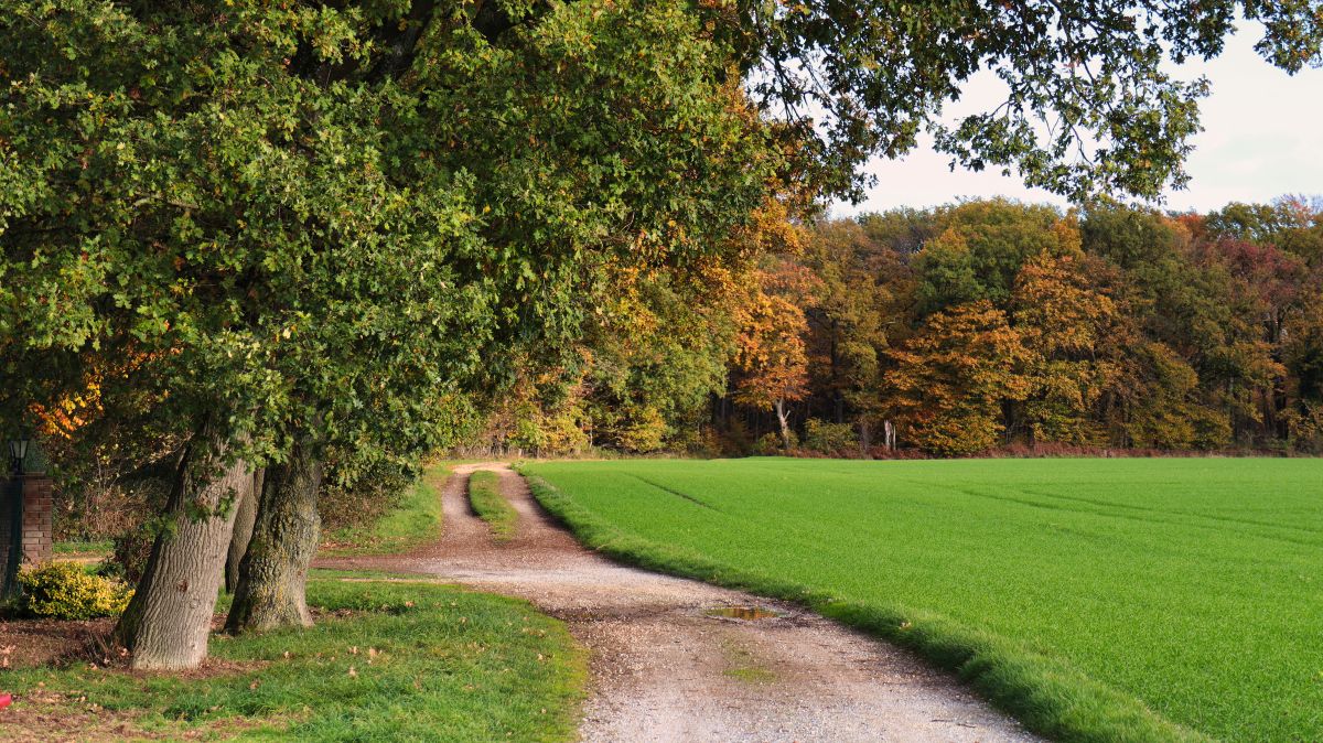 Waldrandweg