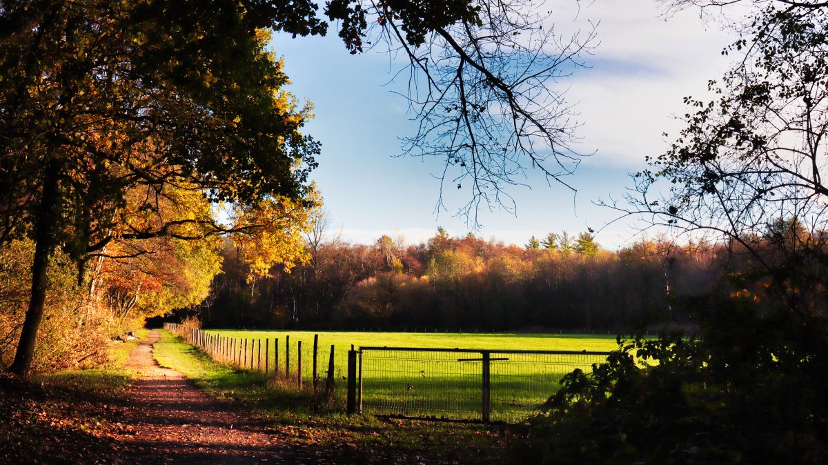 Wiese an der Schwalm