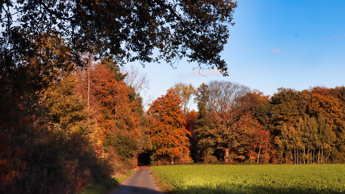 Am Wald "In der Heide"