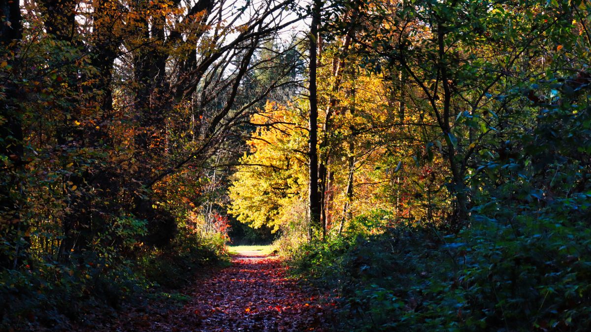 Waldweg