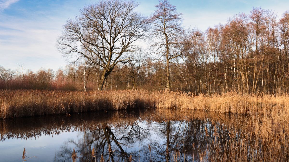 Biotop am Vogelsberg