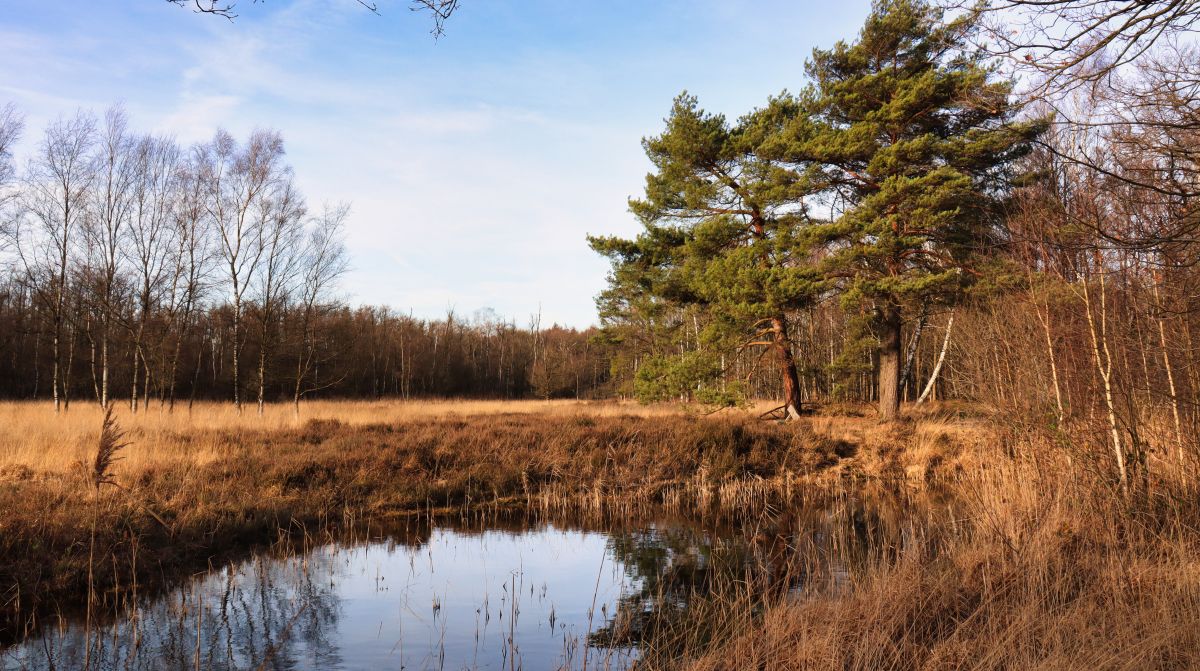 Biotop am Vogelsberg