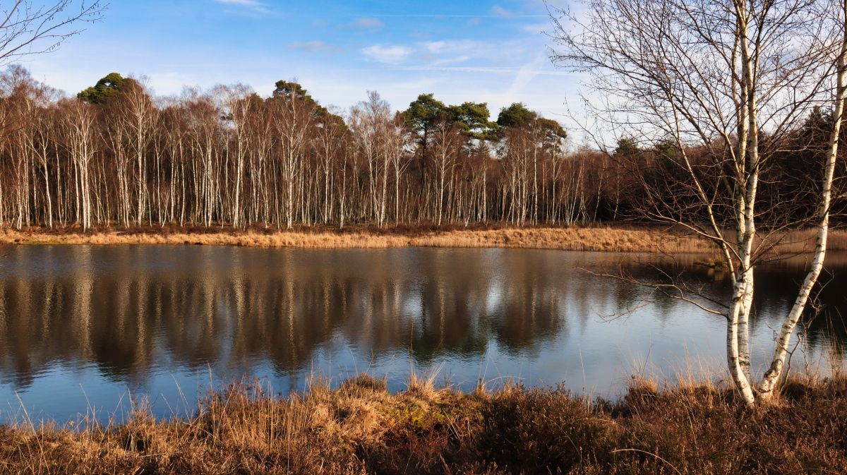 Biotop Am Rand der Heide