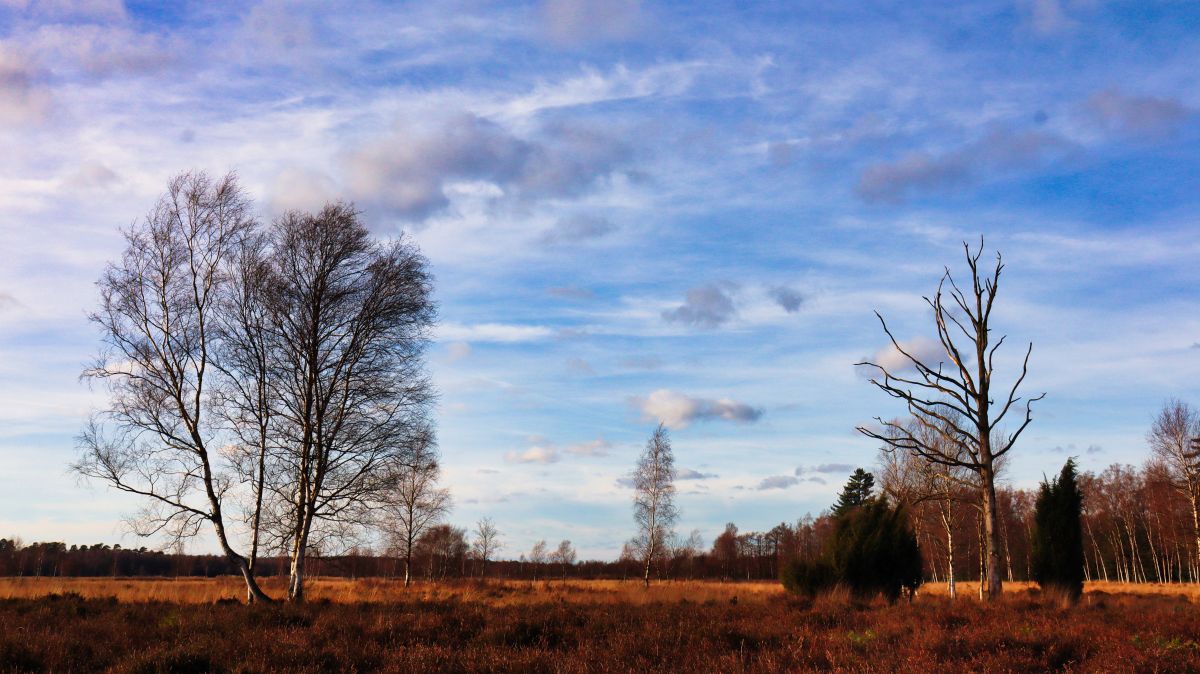 Heide im Elmpter Bruch