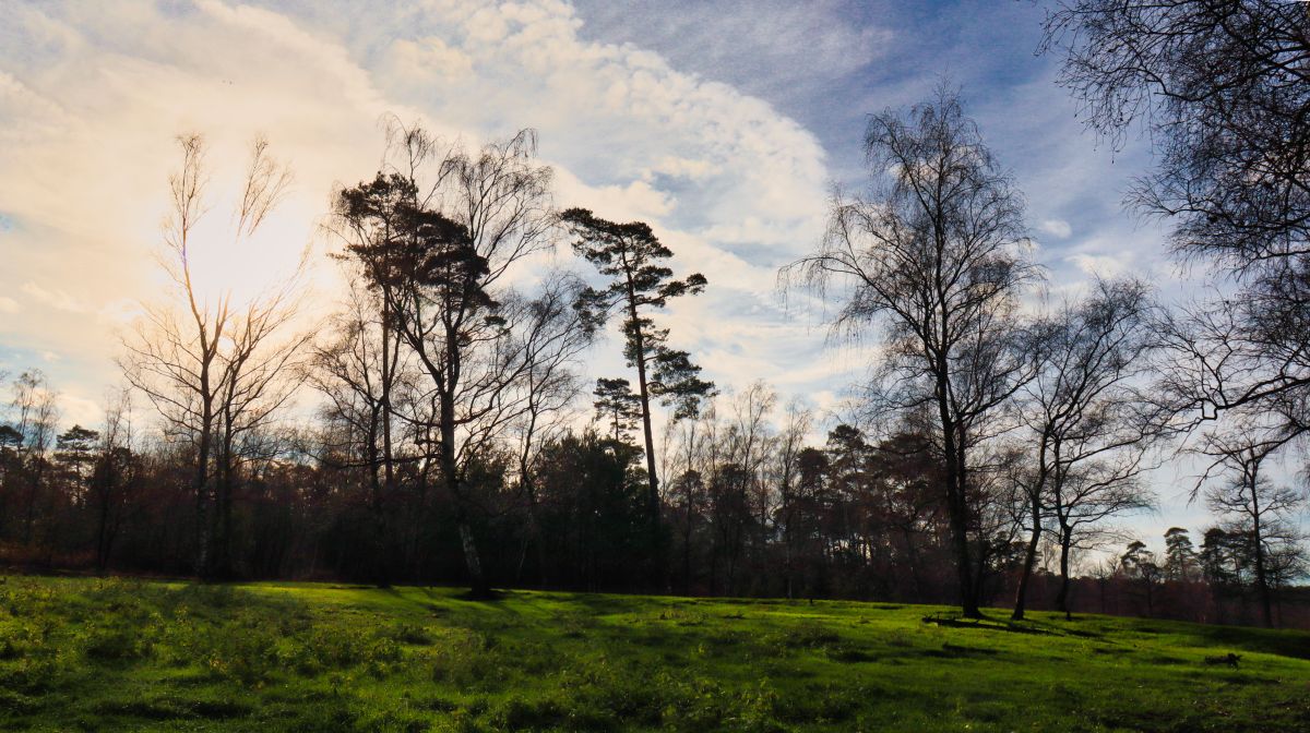 Wiese am Rand der Heide