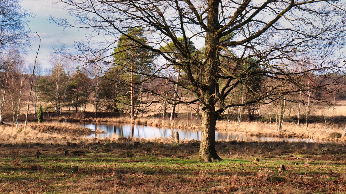 Biotop in der Heide