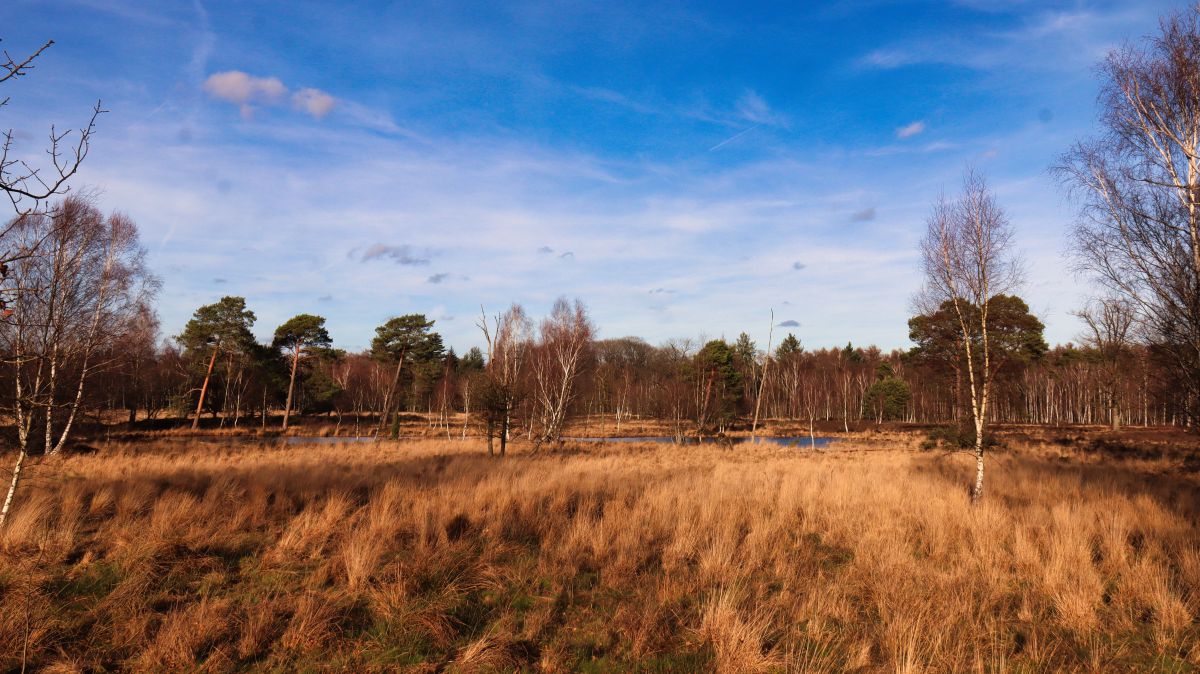 Heide und Moorseen