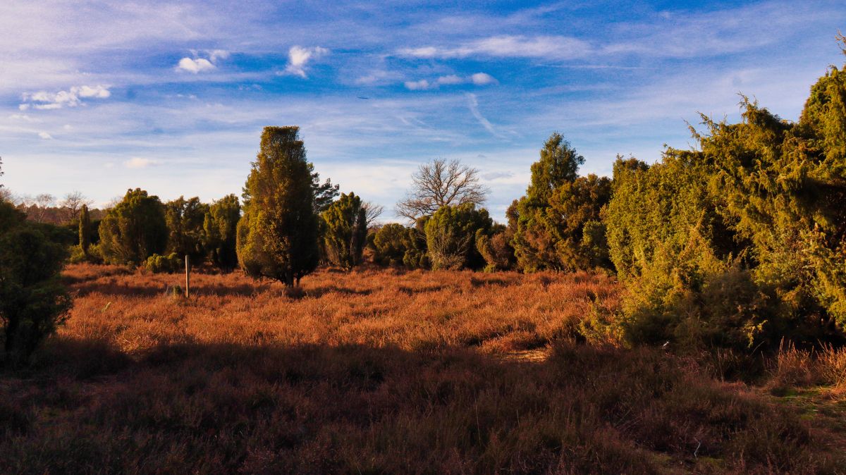 Wacholderheide am Aussichtsturm