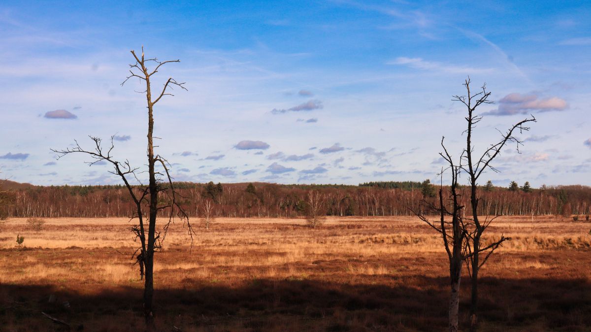 Heide und Schwalmbruch im Hintergrund