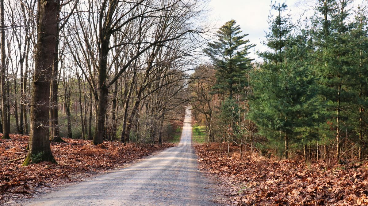 Weg zum Friedwald