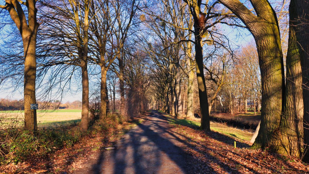 Allee am Volksgarten