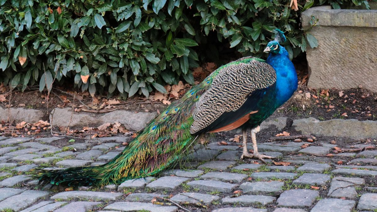 Pfau am Schloss Rheydt